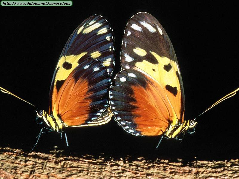 Fotografias de mariposas varias - Taringa!